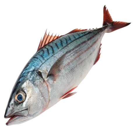 Captain Fish