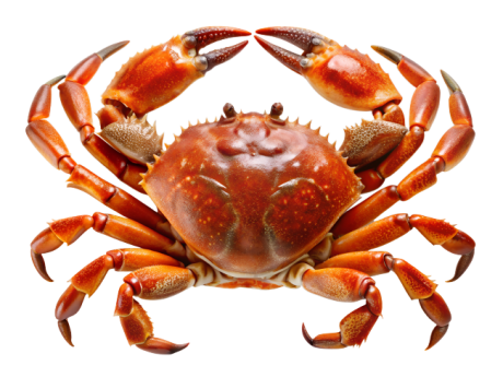 Crab