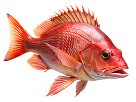 red snapper