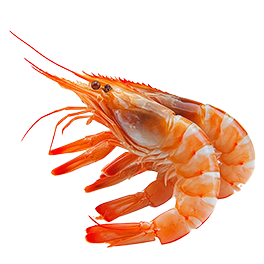 Shrimps
