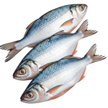 Mullet